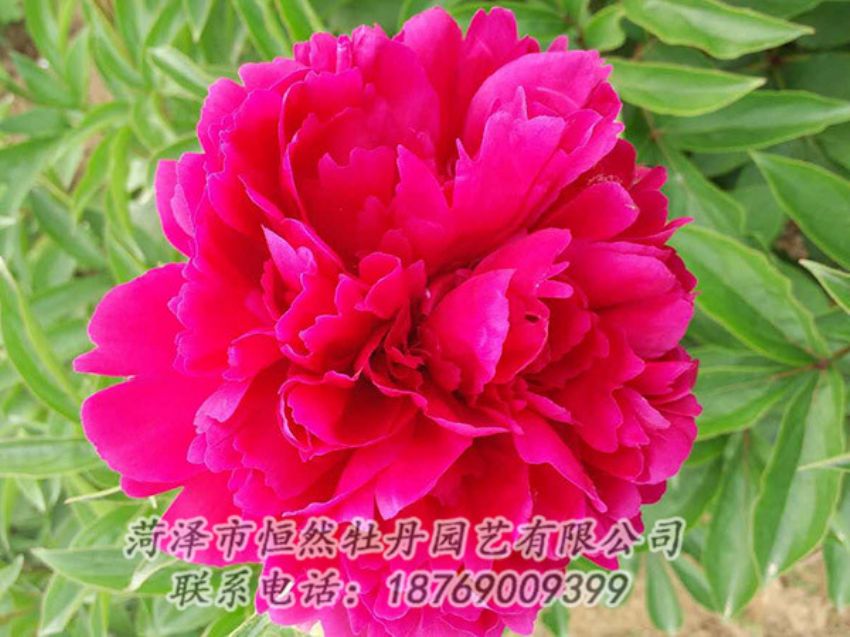 點(diǎn)擊查看詳細(xì)信息<br>標(biāo)題：紅色芍藥 閱讀次數(shù)：942