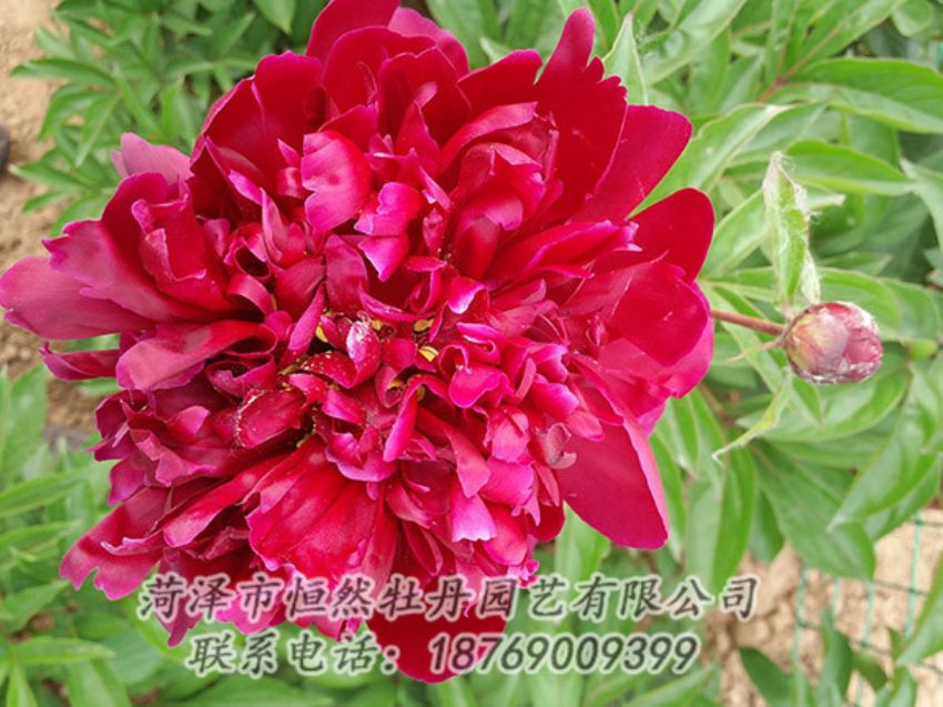 點擊查看詳細(xì)信息<br>標(biāo)題：紅色芍藥 閱讀次數(shù)：982