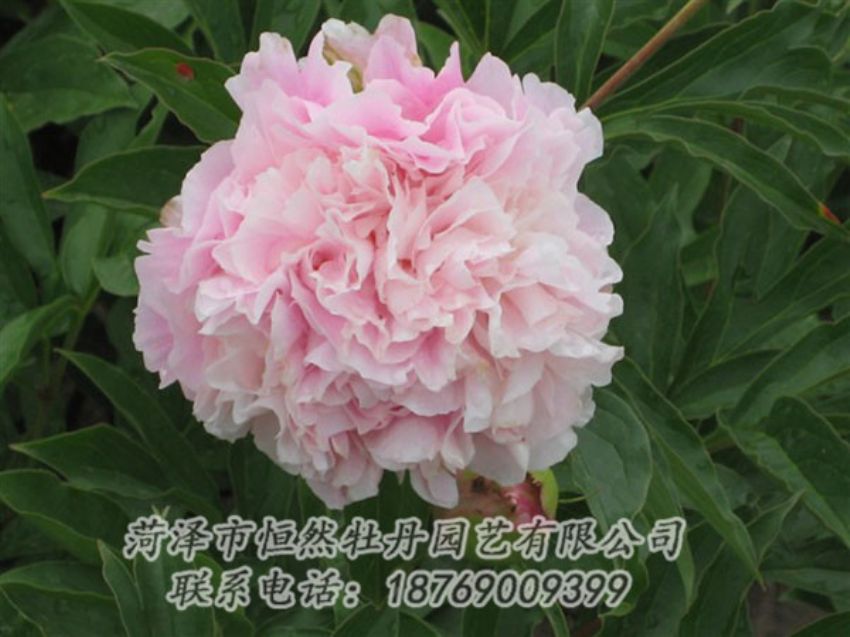 點(diǎn)擊查看詳細(xì)信息<br>標(biāo)題：粉面桃花 閱讀次數(shù)：1220