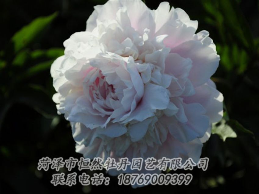 點(diǎn)擊查看詳細(xì)信息<br>標(biāo)題：粉色芍藥 閱讀次數(shù)：1068