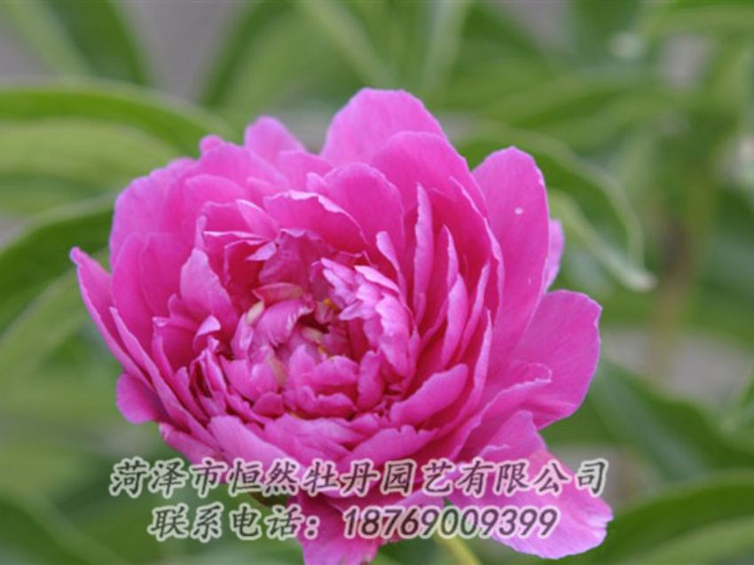 點(diǎn)擊查看詳細(xì)信息<br>標(biāo)題：紅茶花 閱讀次數(shù)：950