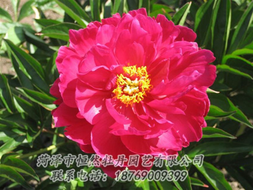 點(diǎn)擊查看詳細(xì)信息<br>標(biāo)題：大紅赤金 閱讀次數(shù)：997