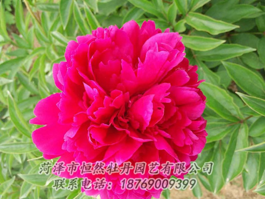 點(diǎn)擊查看詳細(xì)信息<br>標(biāo)題：紅色芍藥 閱讀次數(shù)：939