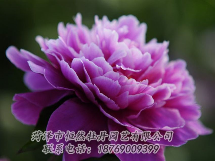 點擊查看詳細(xì)信息<br>標(biāo)題：紫色芍藥 閱讀次數(shù)：1959