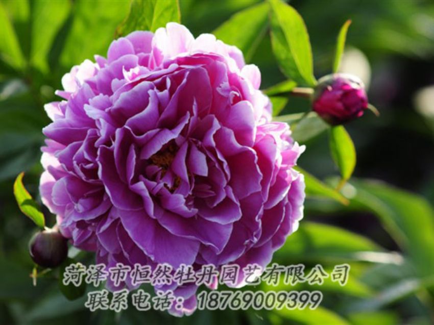 點(diǎn)擊查看詳細(xì)信息<br>標(biāo)題：紫色芍藥 閱讀次數(shù)：1159