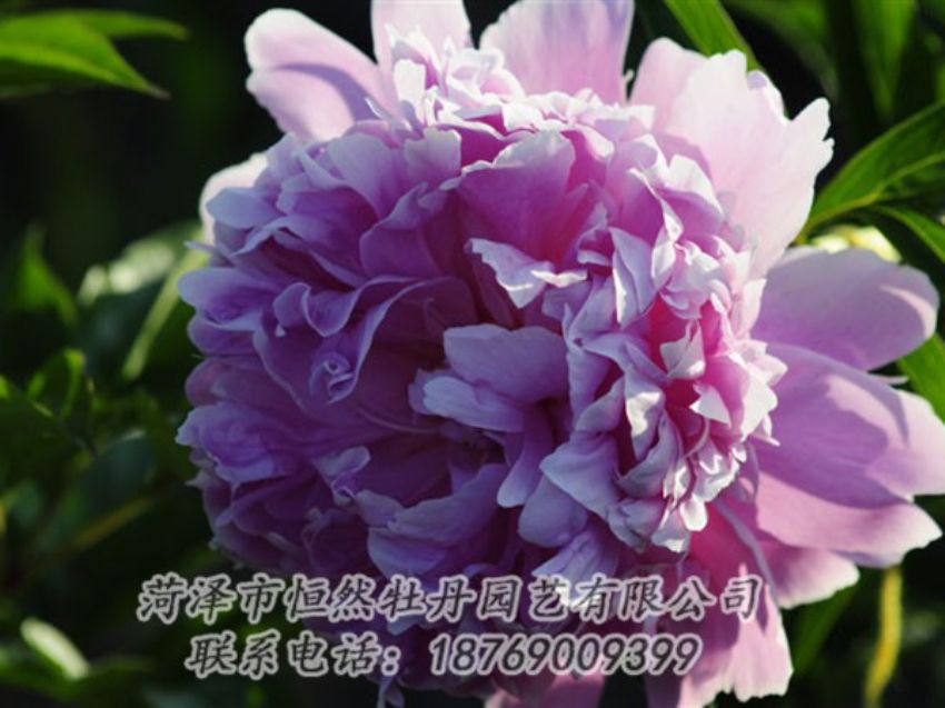 點擊查看詳細(xì)信息<br>標(biāo)題：藍(lán)菊 閱讀次數(shù)：1145