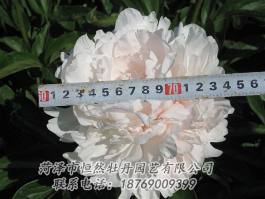 點擊查看詳細(xì)信息<br>標(biāo)題：雪峰 閱讀次數(shù)：1032