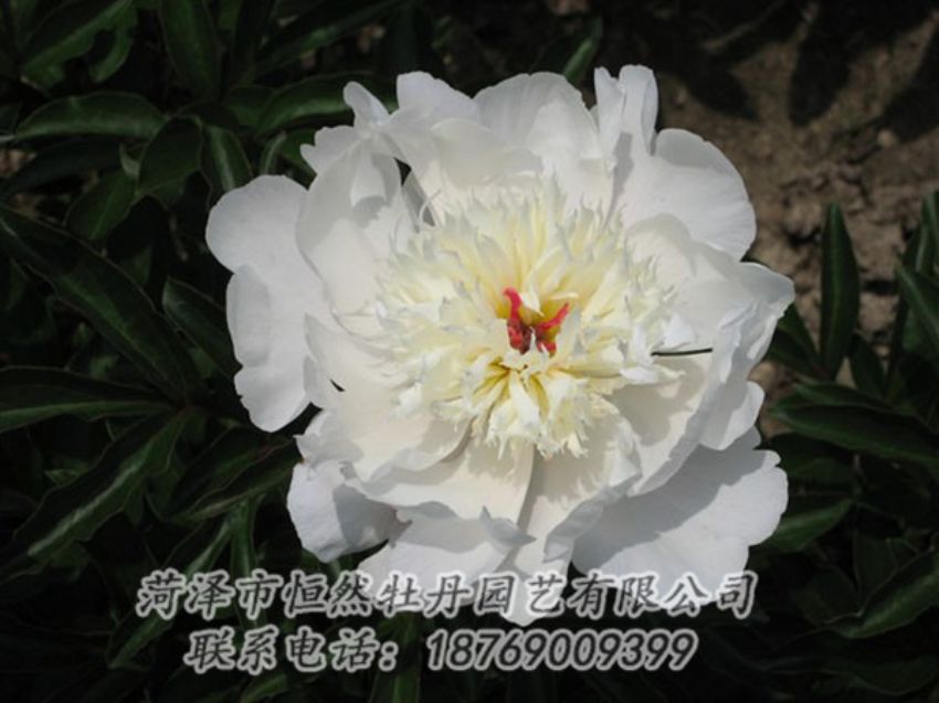 點擊查看詳細(xì)信息<br>標(biāo)題：凌花晨浴 閱讀次數(shù)：1133