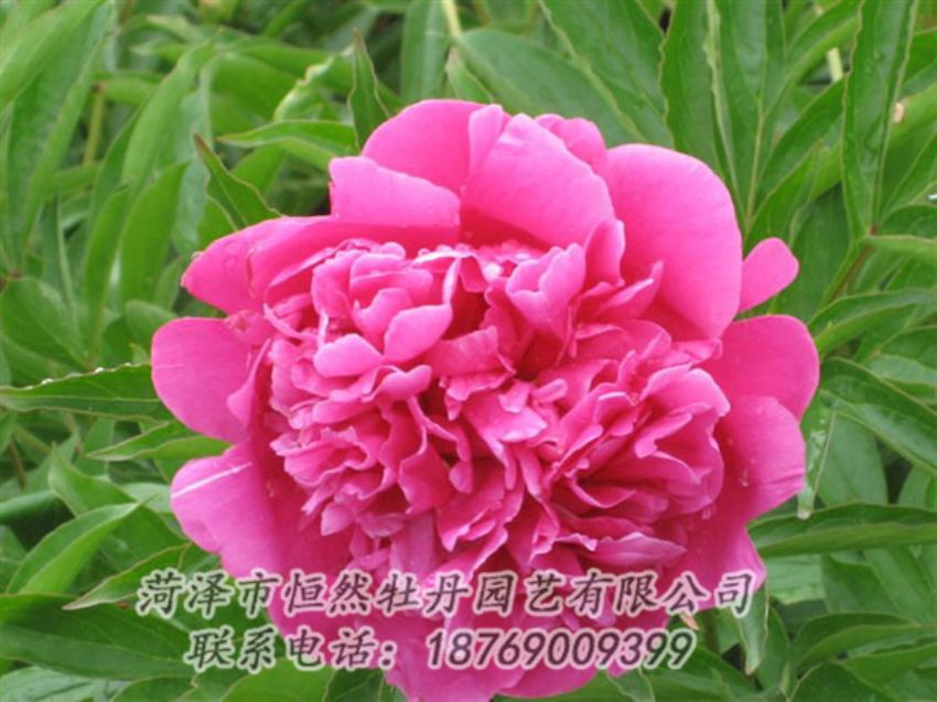 點(diǎn)擊查看詳細(xì)信息<br>標(biāo)題：永生紅 閱讀次數(shù)：964