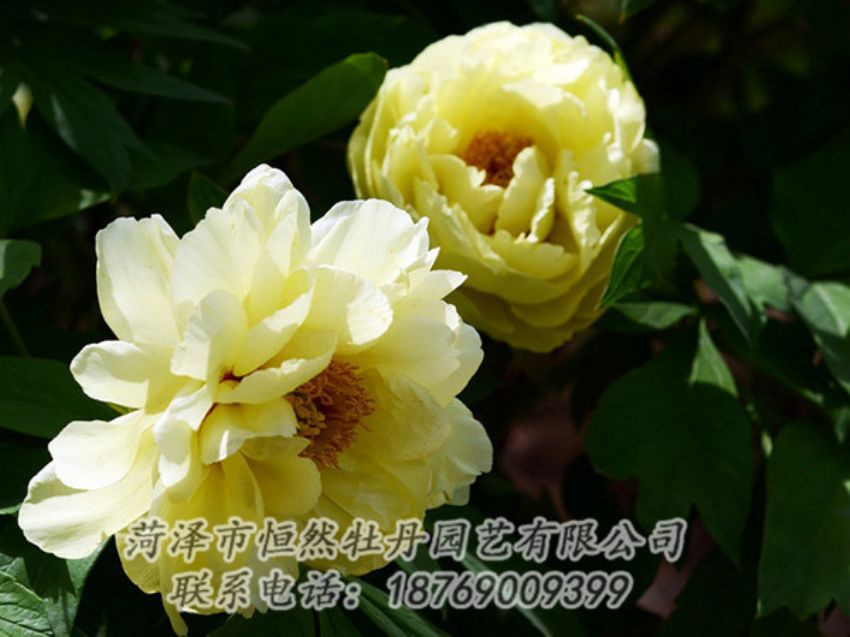 點(diǎn)擊查看詳細(xì)信息<br>標(biāo)題：黃色芍藥 閱讀次數(shù)：1124