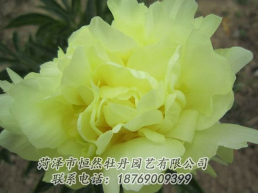 點(diǎn)擊查看詳細(xì)信息<br>標(biāo)題：黃色芍藥 閱讀次數(shù)：1143