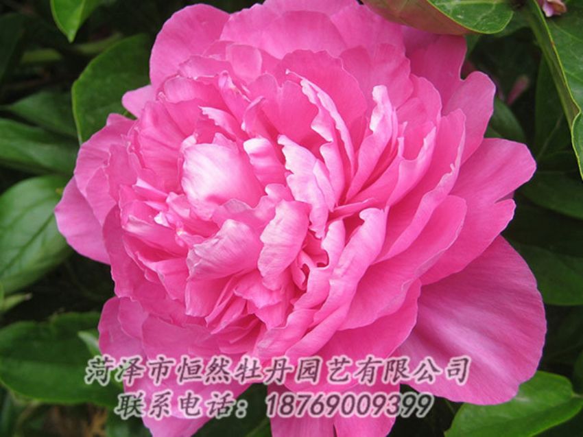 點擊查看詳細(xì)信息<br>標(biāo)題：紅色芍藥 閱讀次數(shù)：990