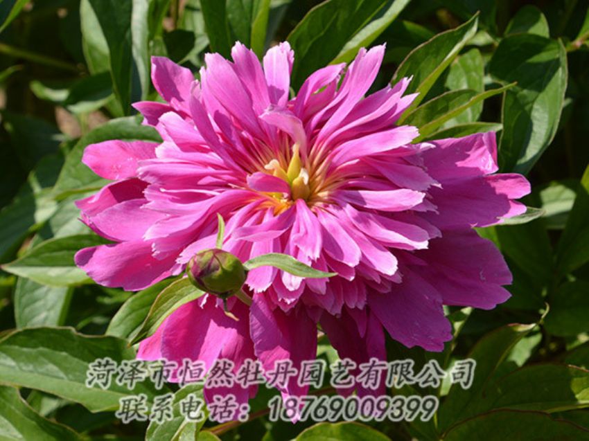 點(diǎn)擊查看詳細(xì)信息<br>標(biāo)題：紅色芍藥 閱讀次數(shù)：1064