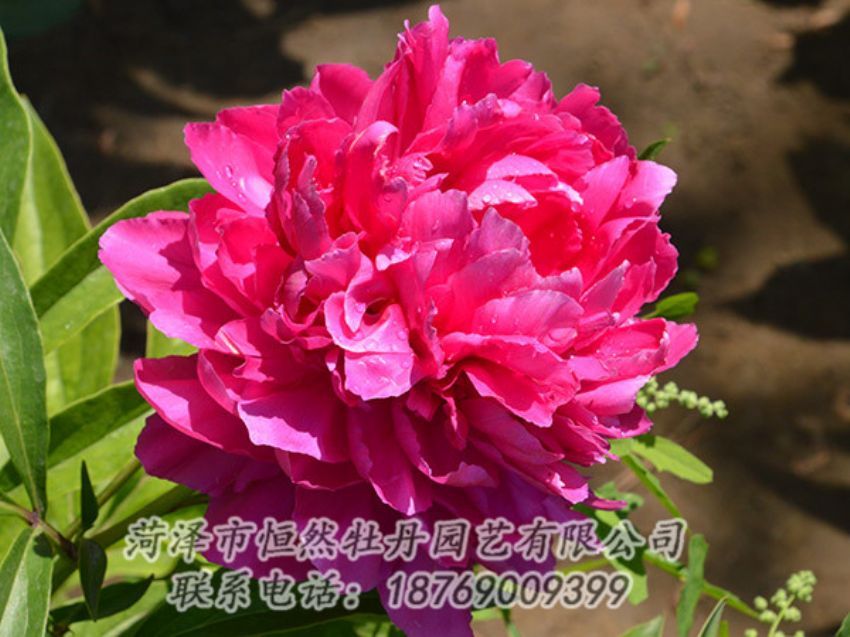 點(diǎn)擊查看詳細(xì)信息<br>標(biāo)題：紅色芍藥 閱讀次數(shù)：1047