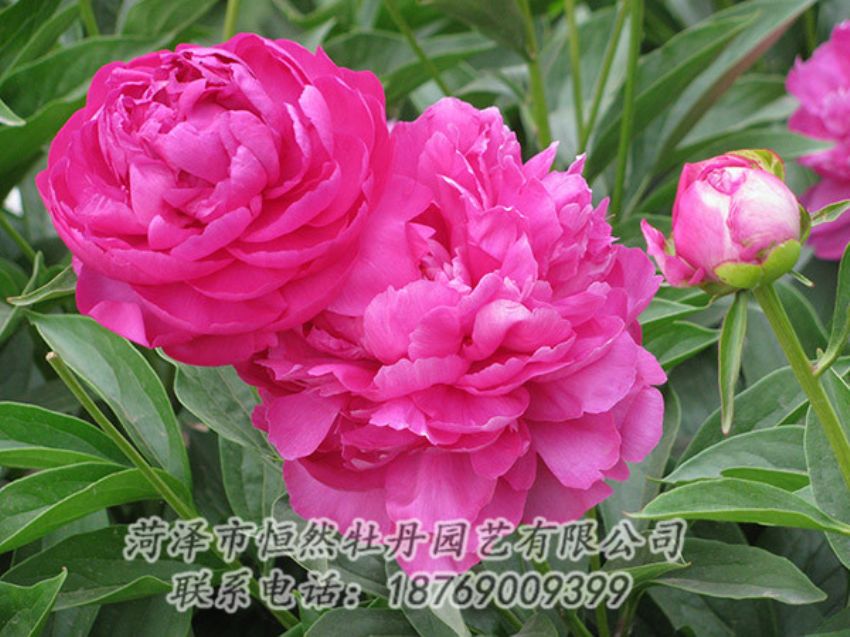 點(diǎn)擊查看詳細(xì)信息<br>標(biāo)題：紅色芍藥 閱讀次數(shù)：1083