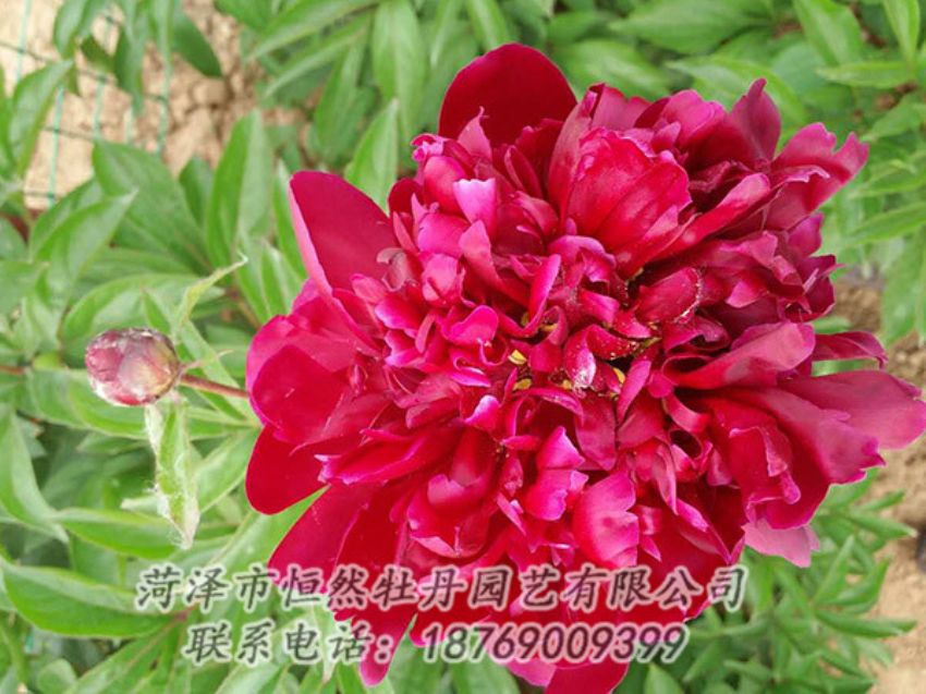 點擊查看詳細信息<br>標題：紅色芍藥 閱讀次數(shù)：1092