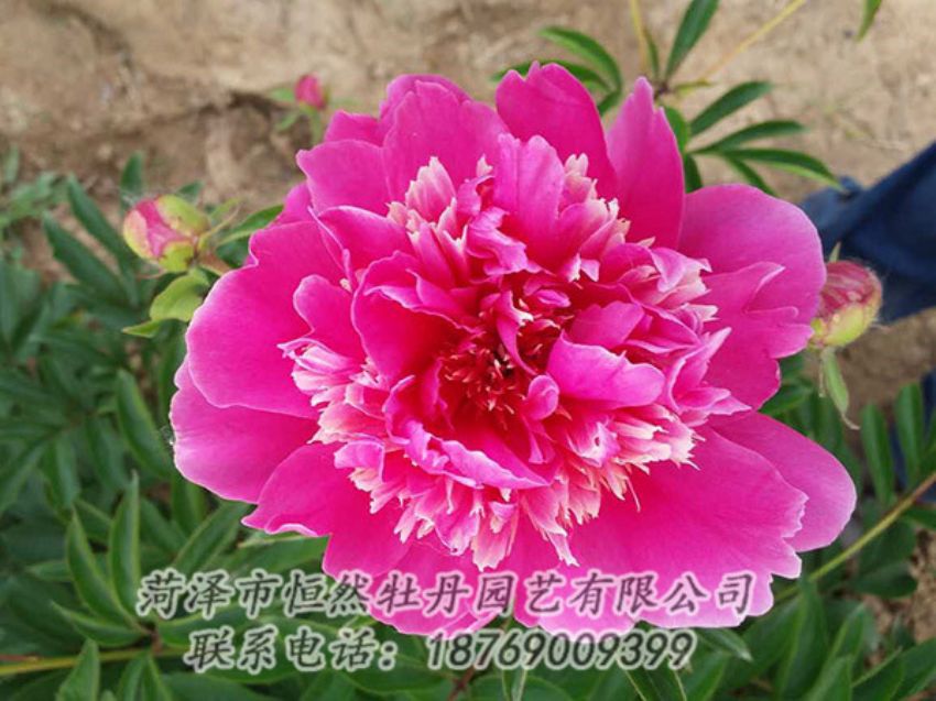 點(diǎn)擊查看詳細(xì)信息<br>標(biāo)題：紅色芍藥 閱讀次數(shù)：1123