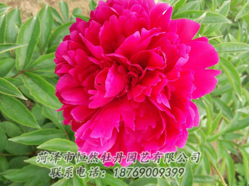 點(diǎn)擊查看詳細(xì)信息<br>標(biāo)題：紅色芍藥 閱讀次數(shù)：1156