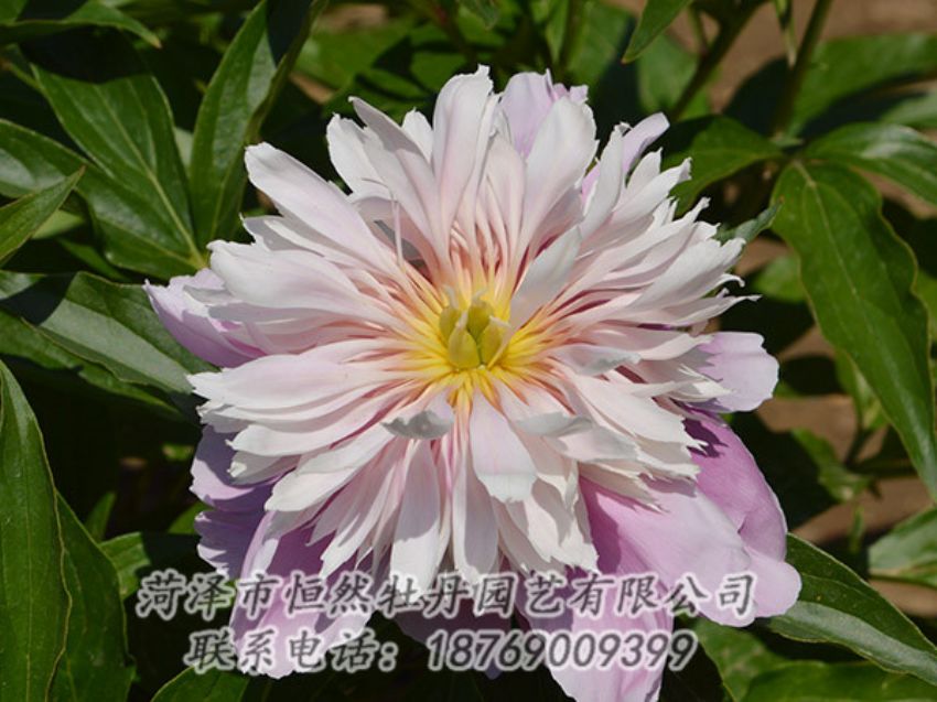 點擊查看詳細信息<br>標題：粉色芍藥 閱讀次數(shù)：1204