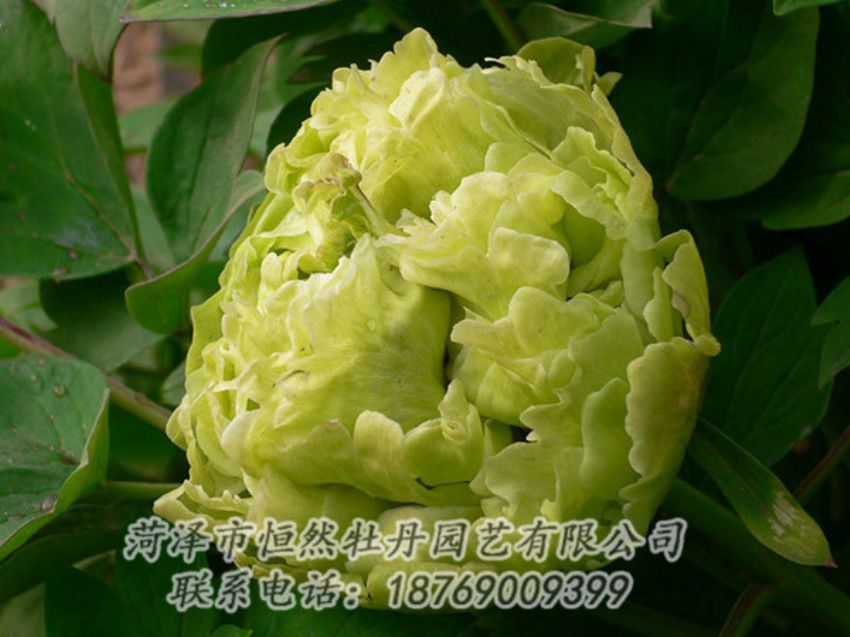 點擊查看詳細信息<br>標(biāo)題：綠色牡丹 閱讀次數(shù)：1182