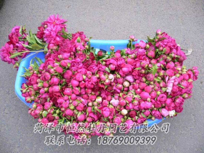 點(diǎn)擊查看詳細(xì)信息<br>標(biāo)題：芍藥切花 閱讀次數(shù)：1902