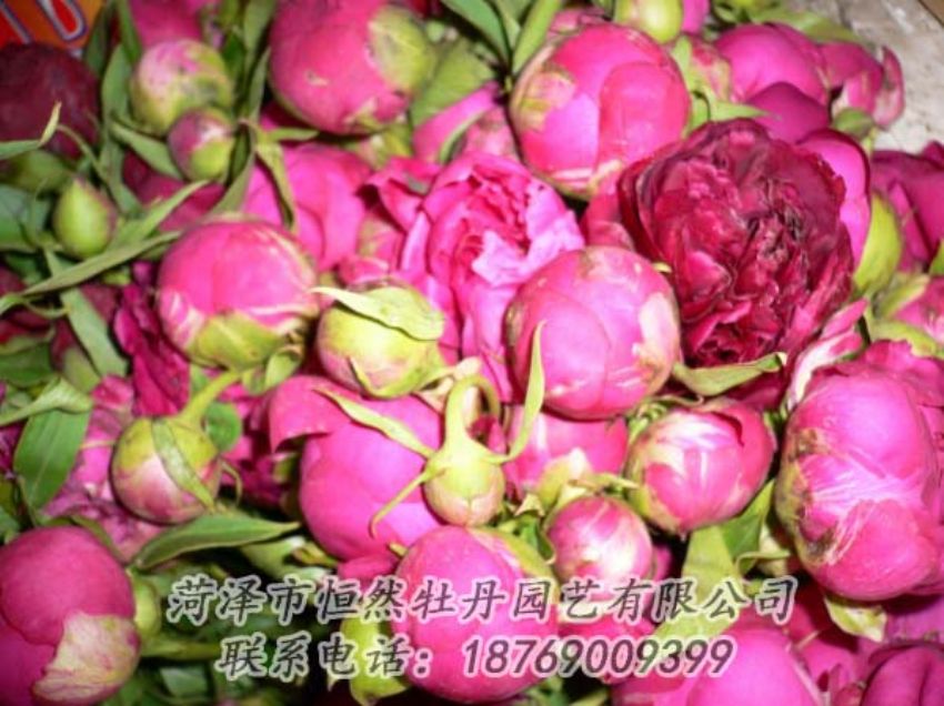 點(diǎn)擊查看詳細(xì)信息<br>標(biāo)題：芍藥切花 閱讀次數(shù)：1907