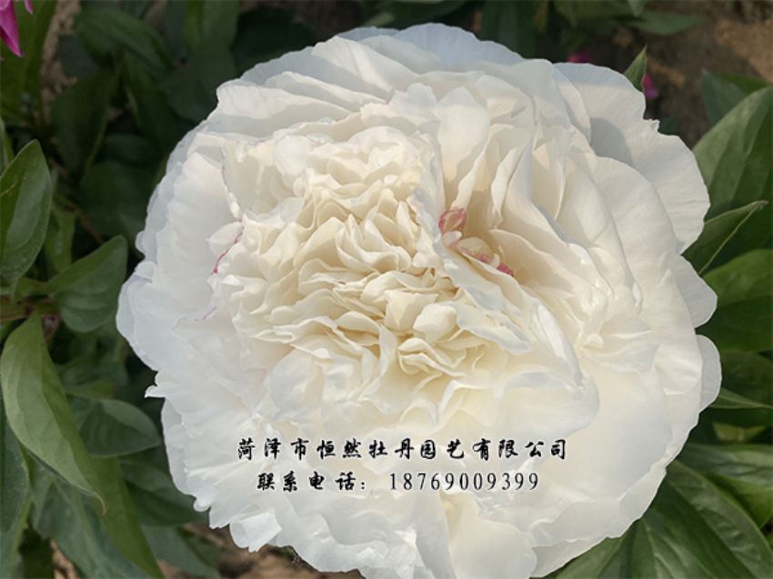 點擊查看詳細信息<br>標題：進口芍藥 閱讀次數(shù)：329