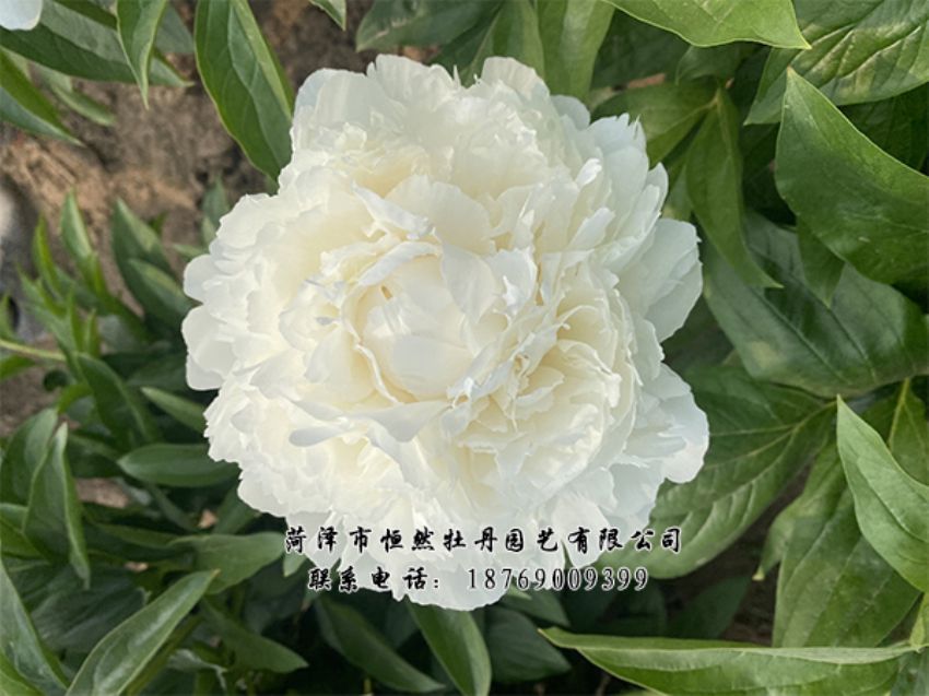 點擊查看詳細信息<br>標題：進口芍藥 閱讀次數(shù)：313