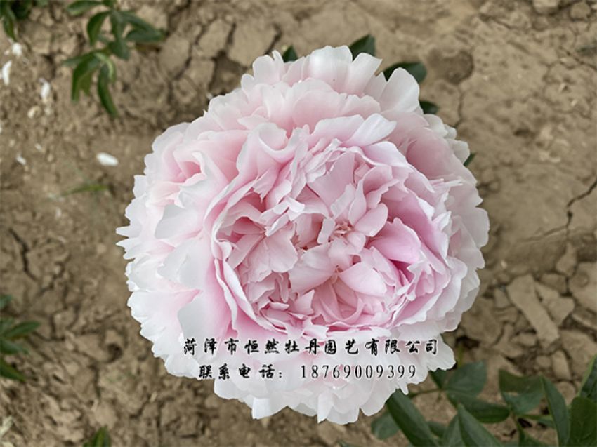 點(diǎn)擊查看詳細(xì)信息<br>標(biāo)題：進(jìn)口芍藥 閱讀次數(shù)：317